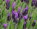 French lavender